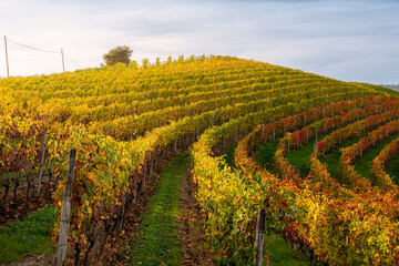 Autumn landscape in Langhe, Piedmont, Italy