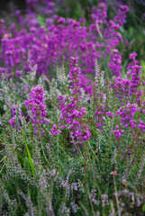 Obraz premium Sea of Bell heather (lucky heather)