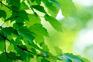 Refreshing, Lush, Green, Bright, Sunlit, Maple Leaf Border – Border, Background, Backdrop, Arbor Club, Arborist, Gardening Club, Botany Club, Flier, Poster, Ad, Publication, Invitation, Wallpaper, Soc