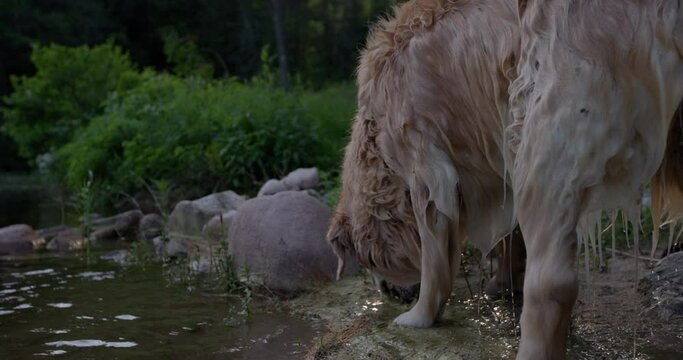 Soaking wet golden retriver eats seaweed on lake side beach - close up shot