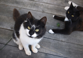 Two Black-and-white cats on wooden floor of verand, outdoors , top view 