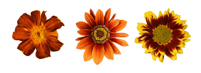 Set of different brown flowers (gazania; marigold, chrysanthemum) isolated on white or transparent background. Top view.