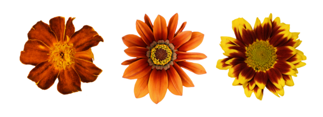 Set of different brown flowers (gazania; marigold, chrysanthemum) isolated on white or transparent background. Top view.