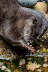 otter