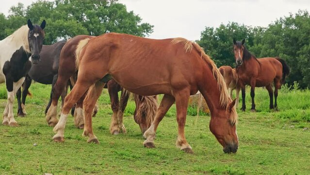 Herd of Horses Eating Grass on Pasture