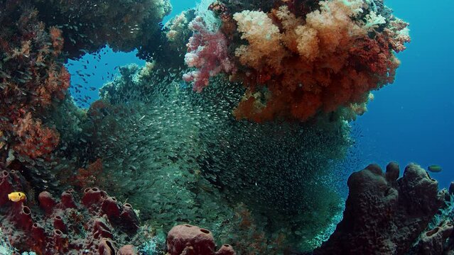 Colorful coral reef with soft corals, Dendronephthya, and a school of fish. Bald glassy, Ambassis gymnocephalus, Raja ampat, Indonesia, Asia