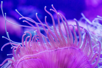 Close-up of purple anemones in aquarium