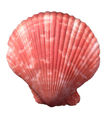 Top view of red scallop seashell isolated on transparent background, ocean, sea, beach, summer...