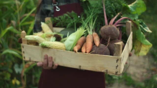 Selective focus of young female holding box with fresh various vegetables harvest walking in fields at evening time. Box in which carrot, corn, zucchini and beets. Healthy eating and vegetable