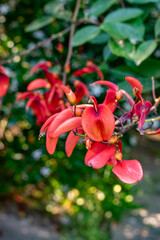 Photo of an isolated branch of red flowers blooming in the background of the big green leaves