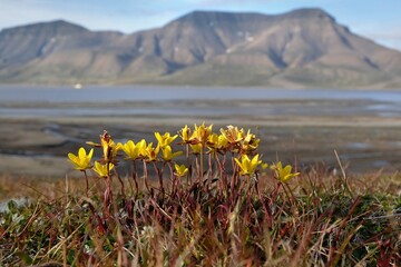 Yellow flowers of Saxifraga hirculus commonly called marsh saxifrage, yellow marsh saxifrage, or...