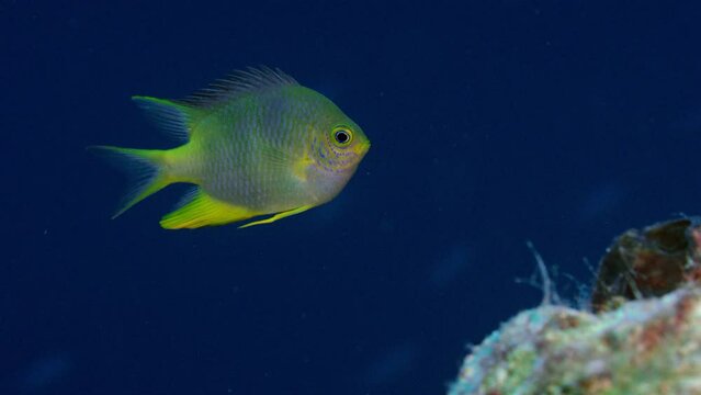 Cute little colourful Yellow Chromis (Chromis analis) tropical fish near tropical coral reef, WAKATOBI, Indonesia, Asia