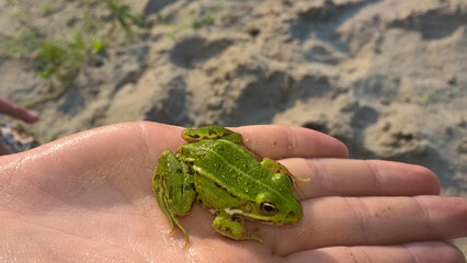 Beautiful green frog sitting on the hand