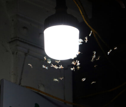 Moths fly around a lighting lamp in street of night city Hanoi, Vietnam.