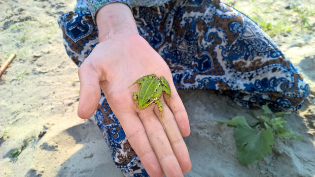 Beautiful green frog sitting on the hand