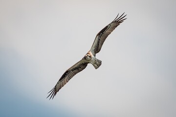 North Alabama Osprey