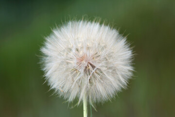 A huge dandelion called salsify