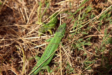 Green lizard male in the grass, background
