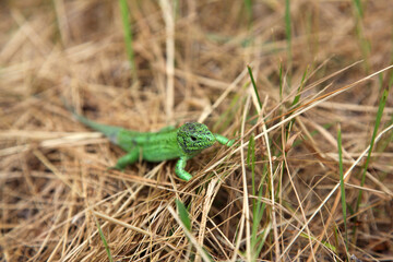 Naklejka na ściany i meble Green lizard male in the grass, background