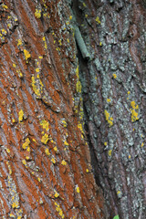 Willow tree bark with lichen, background