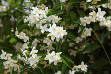White flowers on a jasmine bush