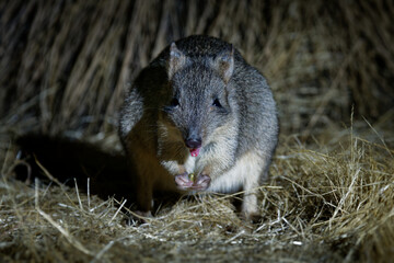 Woylie or Brush-tailed bettong - Bettongia penicillata small critically endangered gerbil-like mammal native to forests and shrubland of Australia, rat-kangaroo family Potoroidae