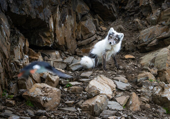 Beautiful white arctic fox is sitting on the ground and looking at a flying bird. - Powered by Adobe