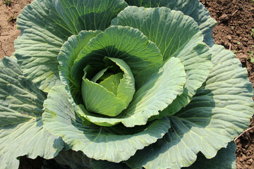 Cabbage grows in the garden.