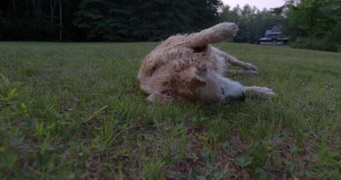 Wet Golden Retriver dog rolls around on lawn  - close up - slow motion