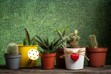 Set of mini cactus succulents in pots