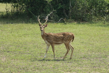 deer in the woods