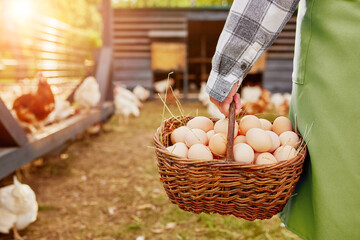 farmer holding goat with eggs in chicken eco farm, free range chicken farm © st.kolesnikov