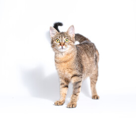 frightened mongrel tabby striped cat standing on a white background
