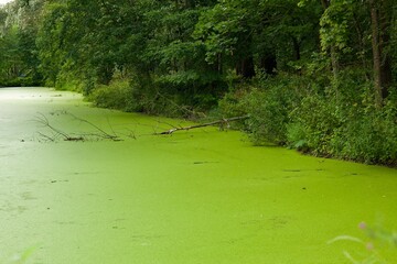 A lake overgrown with greenery in the forest