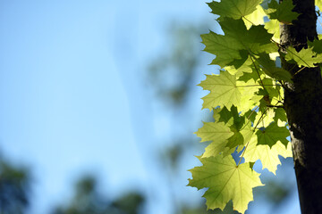 Acer. maple. Young green leaves on a tree branch under the rays of the spring sun. branch with young green leaves. tree leaves in the sun. spring morning, season. nature, close-up. background