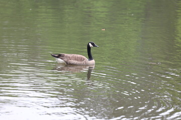 country goose swimming