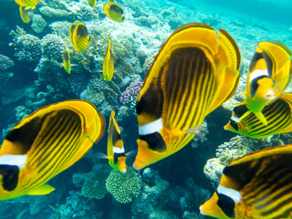Chaetodon fasciatus or Butterfly fish in the Red Sea coral reef
