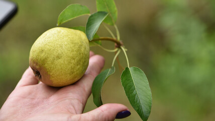 pear in hand. Hand holding fresh bio pears isolated on natural background. Organic fruit for food...
