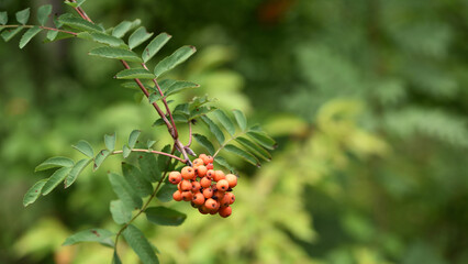 red rowan berries on a branch with leaves. autumn. Rowan branches covered with red berries. Total captured one of the autumn mornings. Rowan. close-up. wild berry. bird food. natural background
