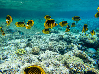 Chaetodon fasciatus or Butterfly fish in the Red Sea coral reef