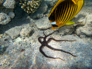 Chaetodon fasciatus or Butterfly fish in the Red Sea coral reef