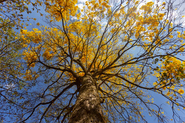 Natural Blooming Golden Trumpet Tree (in Portuguese: Ipe Amarelo; scientific name: Tabebuia chrysotricha or Handroantus chrysotrichus). This flower is the iconic national flower of Brazil.
