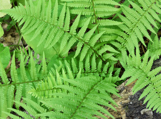 green fern leaves in the forest for background. Natural green fern leaves texture in the forest close up on a blurred background. foliage natural floral background of fern in sunlight. close-up