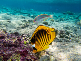 Chaetodon fasciatus or Butterfly fish in the Red Sea coral reef