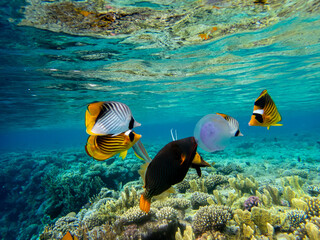 Chaetodon fasciatus or Butterfly fish in the Red Sea coral reef