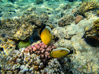 Chaetodon fasciatus or Butterfly fish in the Red Sea coral reef