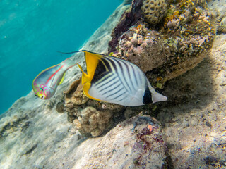 Chaetodon fasciatus or Butterfly fish in the Red Sea coral reef