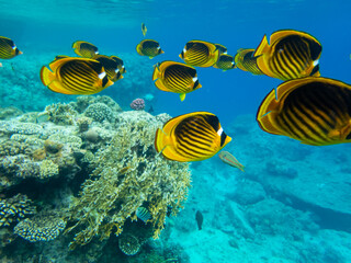 Naklejka na ściany i meble Chaetodon fasciatus or Butterfly fish in the Red Sea coral reef