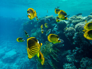 Chaetodon fasciatus or Butterfly fish in the Red Sea coral reef