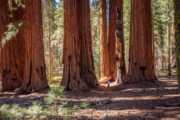 Woman hiker standing at the foot giant sequoias in a sequoia forest on a sunny autumn morning